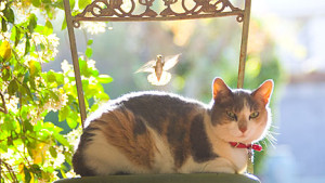 Honey and Birthday, the cat