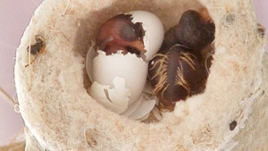 just hatched!
