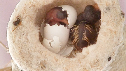 just hatched!
