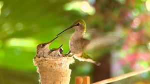 in their clothesline nest