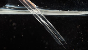 hummingbird's tongue