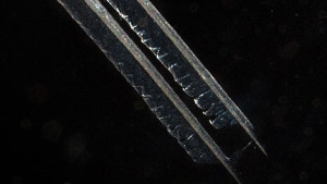 closeup of hummingbird's tongue